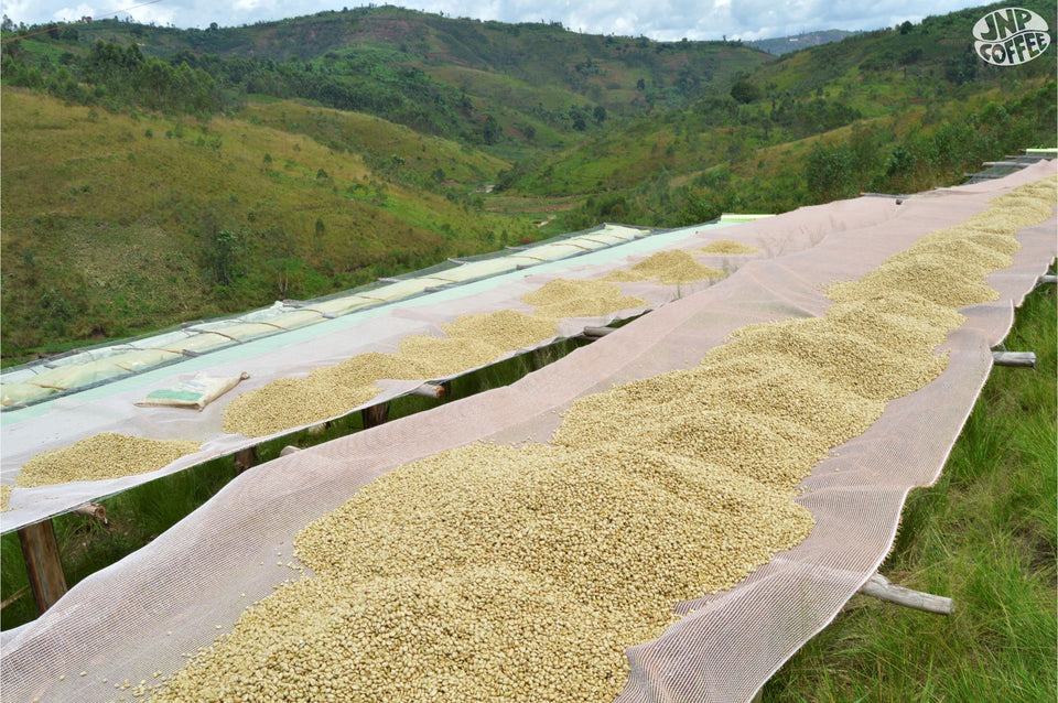 Burundi - Turihamwe Washed