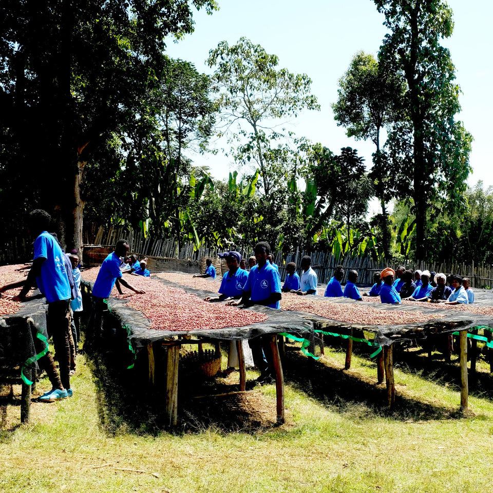 Ethiopia - Demeka Becha Washed